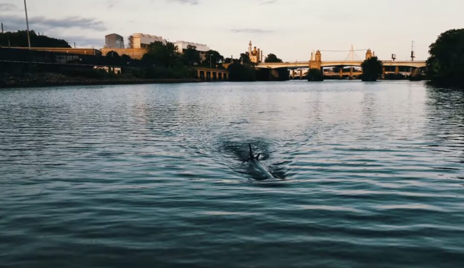 Exclusive: YC-Backed Albacore Swims Into $6.5M Seed Round