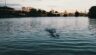 Exclusive: YC-Backed Albacore Swims Into $6.5M Seed Round